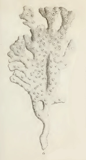 Original Plate of Ellis & Solander's (1786) Spongia palmata.