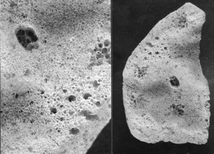 Haliclona diprosopia de Laufenfels, 1930