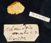 Schmidtia muta, BMNH fragment of type 