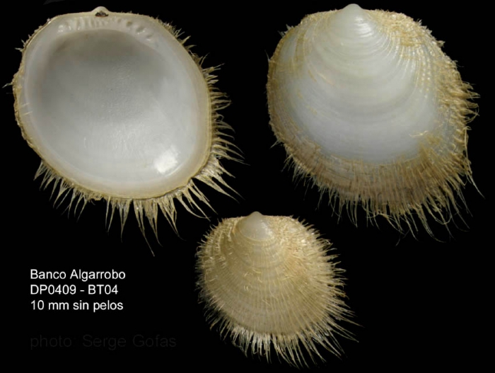 Limopsis aurita  (Brocchi, 1814)Specimens from Djibouti Banks, Alboran Sea (actual size 10 mm including hairs)