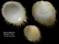 Mollusca (molluscs)