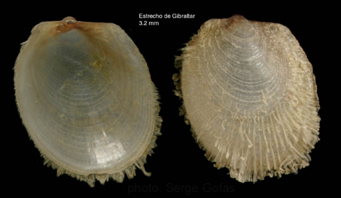 Limopsis angusta Jeffreys, 1879Juvenile specimen from the Strait of Gibraltar (actual size 3.2 mm)