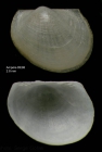 Bathyarca pectunculoides (Scacchi, 1835)Specimen from Ampe seamount, 3503'N, 1255'W, 300-325 m, 'Seamount 1' DE98 (actual size  2.8 mm)