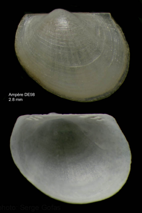 Bathyarca pectunculoides (Scacchi, 1835)Specimen from Ampre seamount, 3503'N, 1255'W, 300-325 m, 'Seamount 1' DE98 (actual size  2.8 mm)