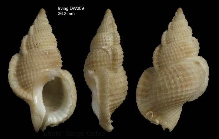 Halgyrineum louisae (Lewis, 1974)Shell from Irving seamount, 31°59.2'N, 27°55.9'W, 460 m, 'Seamount 2' DW209 (actual size 26.2 mm) Halgyrineum louisae (Lewis, 1974)Shell from Irving seamount, 31°59.2'N, 27°55.9'W, 460 m, 'Seamount 2' DW209 (actual size 26.2 mm)