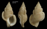 Halgyrineum louisae (Lewis, 1974)Shell from Irving seamount, 31°59.2'N, 27°55.9'W, 460 m, 'Seamount 2' DW209 (actual size 26.2 mm)