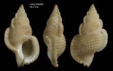 Halgyrineum louisae (Lewis, 1974)Shell from Irving seamount, 3159.2'N, 2755.9'W, 460 m, 'Seamount 2' DW209 (actual size 26.2 mm)