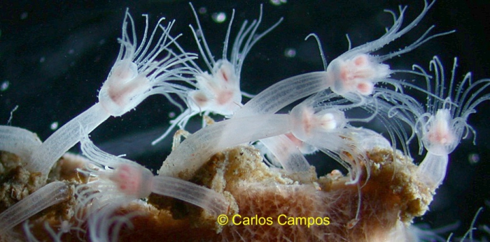 Zyzzyzus warreni on Mycale angulosa, Brazil