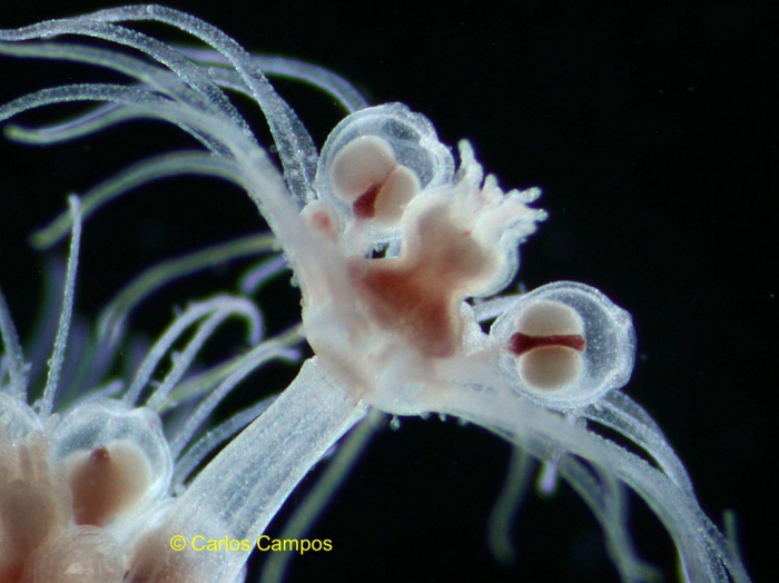 Hydranth of Zyzzyzus warreni from Brazil