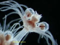 Hydrozoa (hydroids)