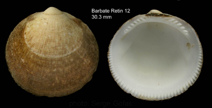 Glycymeris glycymeris (Linnaeus, 1758)Shell from bay of Barbate, southern Spain (actual size 30.3 mm)