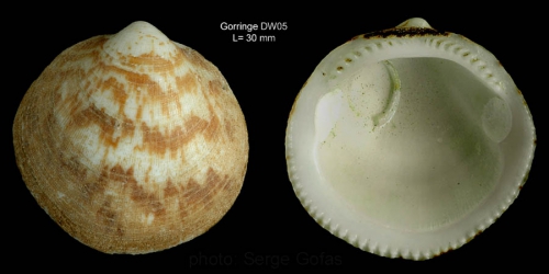 Glycymeris glycymeris (Linnaeus, 1758)Shell from Gorringe seamount, 36°32'N, 11°38'W, 180 m, 'Seamount 1' DW05 (actual size 30 mm)