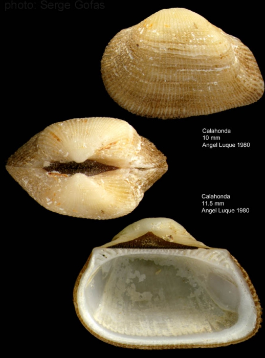 Striarca lactea (Linnaeus, 1758)Shell from Calahonda, southern Spain (actual size 10 and 11.5 mm)