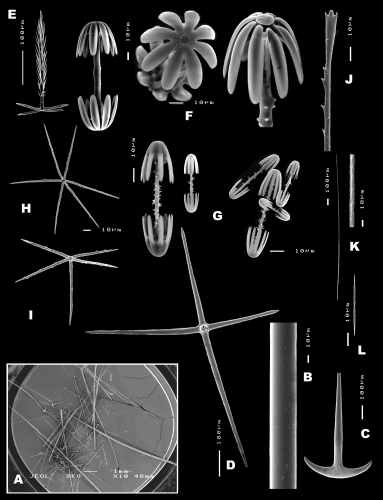 Spicules of Poliopogon amadou