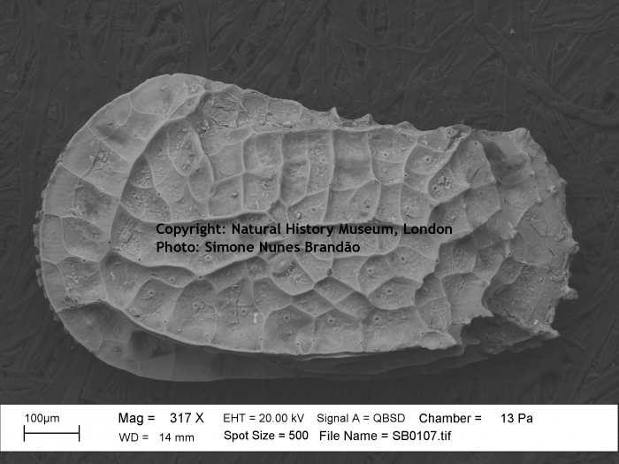 Lectotype of Bradleya dictyon (Brady, 1880)