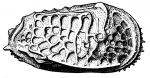 Ostracoda (seed shrimp)