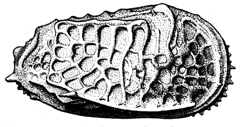 Poseidonamicus from the Southern Ocean