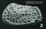 Holotype of Bradleya antarctica Hartmann, 1989