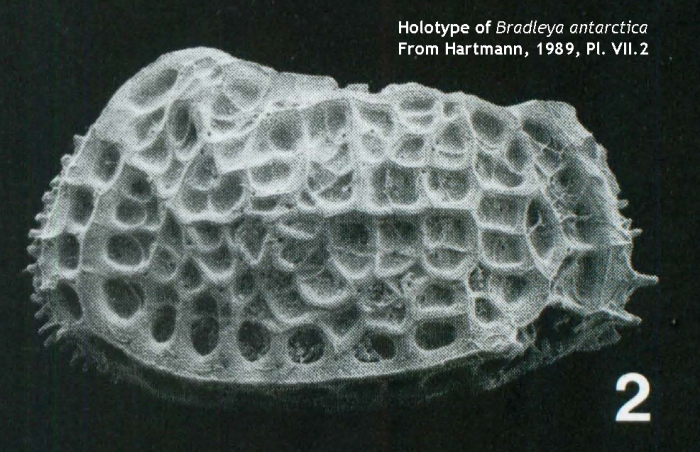 Holotype of Bradleya antarctica Hartmann, 1989