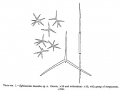 Porifera (sponges)