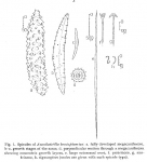 Acanthotetilla hemisphaerica spicules