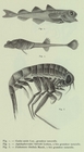 Duc d'Orlns (1909, pl. 1)
