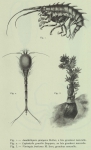 Amathillopsis spinigera, Leptostylis gracilis