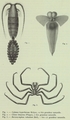 Chelicerata (sea spiders & mites)