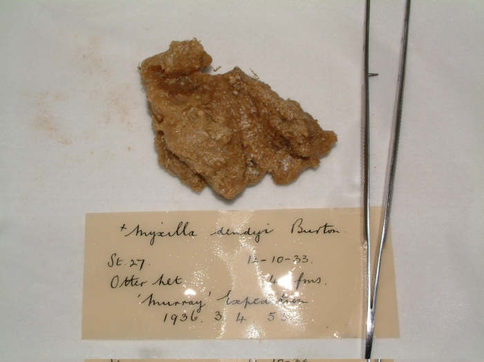 Myxilla (Myxilla) simplex