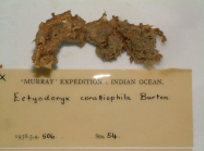 Ectyodoryx coralliophila