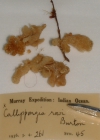 Callyspongia rowi