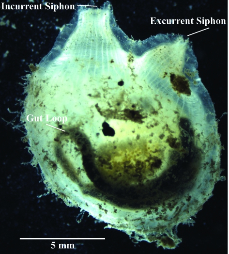 Molgula pugetiensis is a Pacific tailless ascidian within the Roscovita clade of molgulids