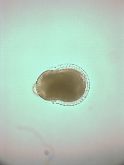 Molgula pugetiensis is a Pacific tailless ascidian within the Roscovita clade of molgulids Molgula pugetiensis is a Pacific tailless ascidian within the Roscovita clade of molgulids