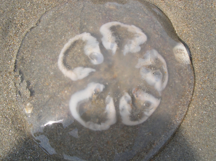 Aurelia aurita (Linnaeus, 1758)