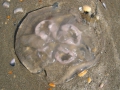 Scyphozoa (jelly fish)