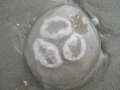 Scyphozoa (jelly fish)