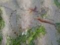 Scyphozoa (jelly fish)