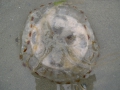 Scyphozoa (jelly fish)