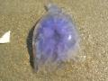 Scyphozoa (jelly fish)