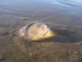 Ctenophora (sea gooseberries)