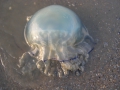 Scyphozoa (jelly fish)