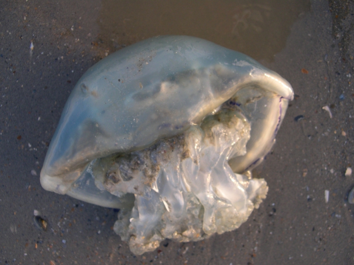 Rhizostoma pulmo (Macri, 1778) Rhizostoma pulmo (Macri, 1778)
