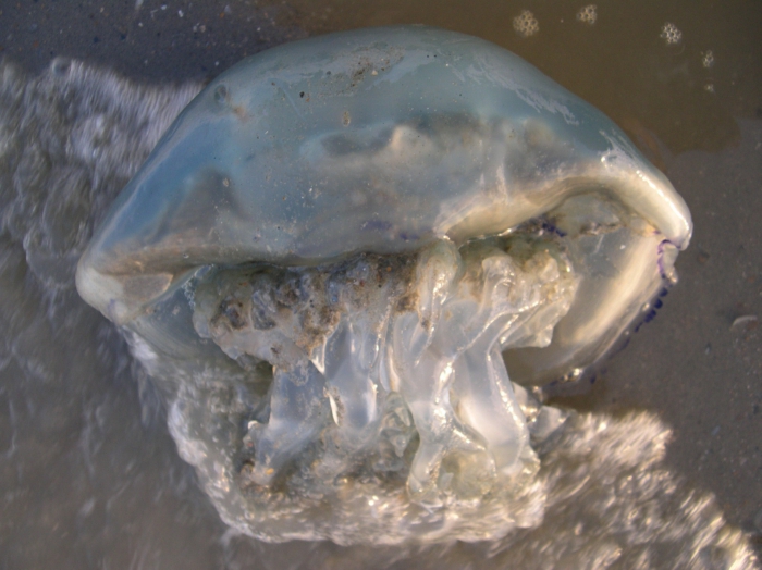 Rhizostoma pulmo (Macri, 1778) Rhizostoma pulmo (Macri, 1778)