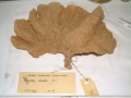 Porifera (sponges)