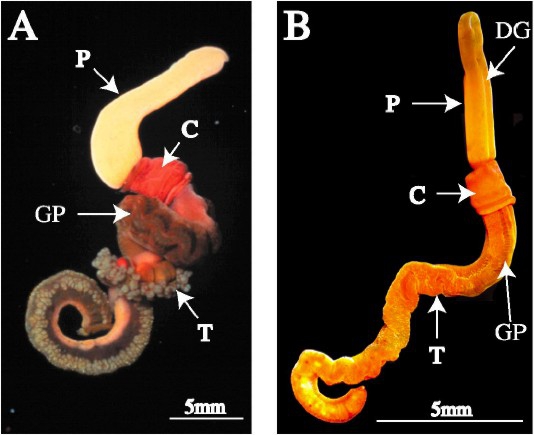 saccoglossus