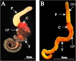 Photographs of live Saccoglossus worms :(A) Saccoglossus bromophenolosus;  (B) Saccoglossus pusillus