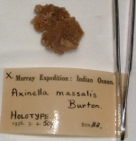 Axinella massalis