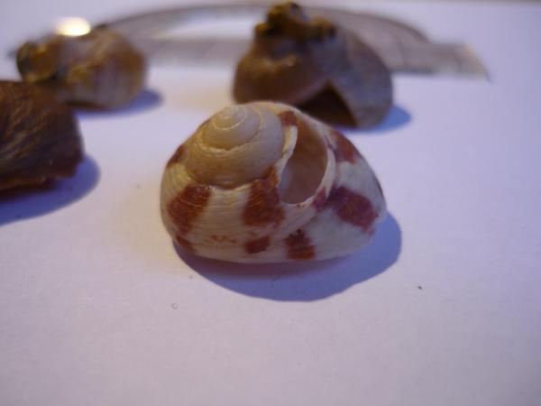 Gibbula magus Gibbula magus