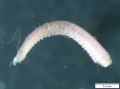 Polychaeta (bristle worms)