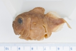 Eumicrotremus derjugini - leatherfin lumpsucker